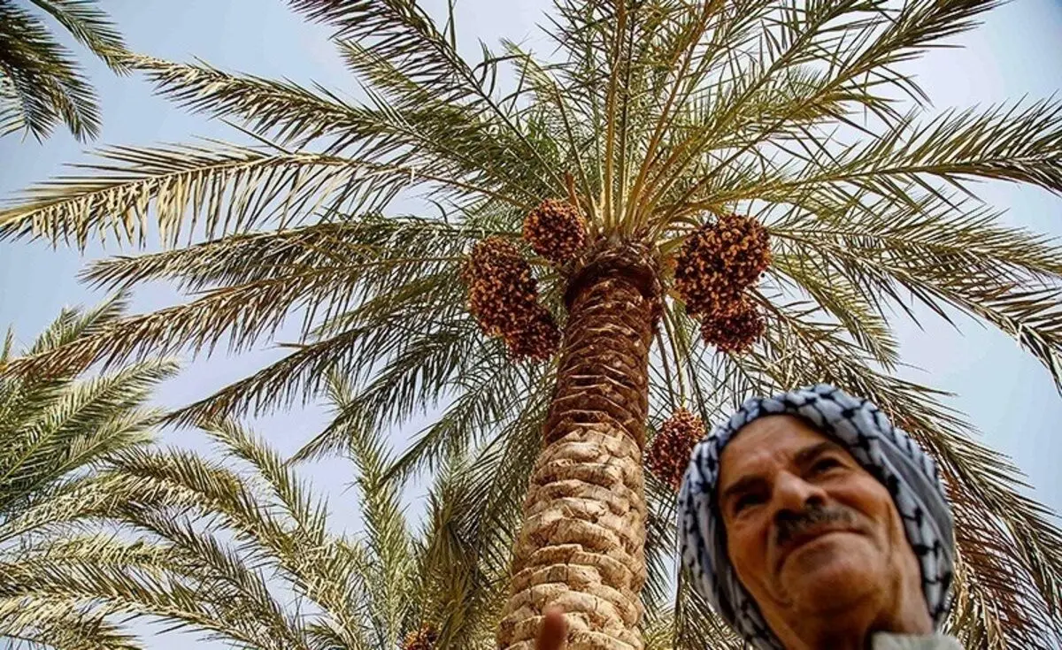 (تصاویر) برداشت خرما در منصوره عاصی شادگان