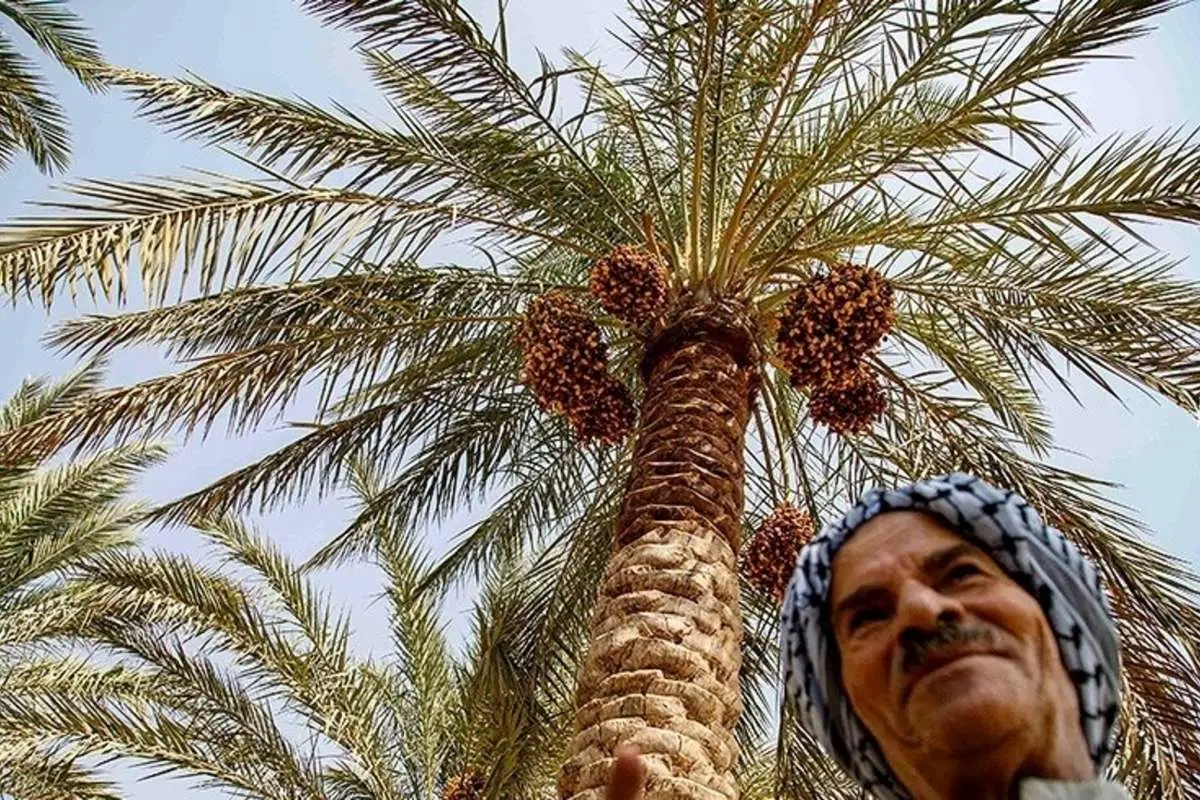(تصاویر) برداشت خرما در منصوره عاصی شادگان