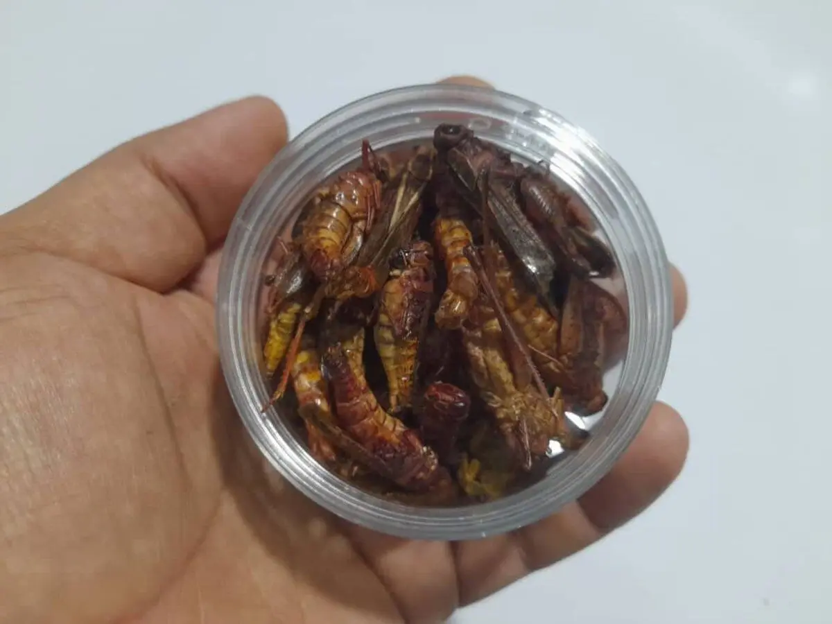 یک جفت سوسک شاخدار؛ ۸ تا ۱۵ میلیون تومان!