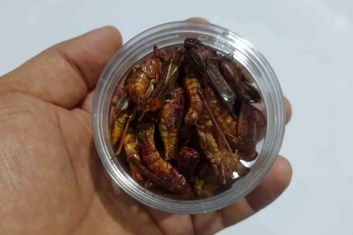 یک جفت سوسک شاخدار؛ ۸ تا ۱۵ میلیون تومان!