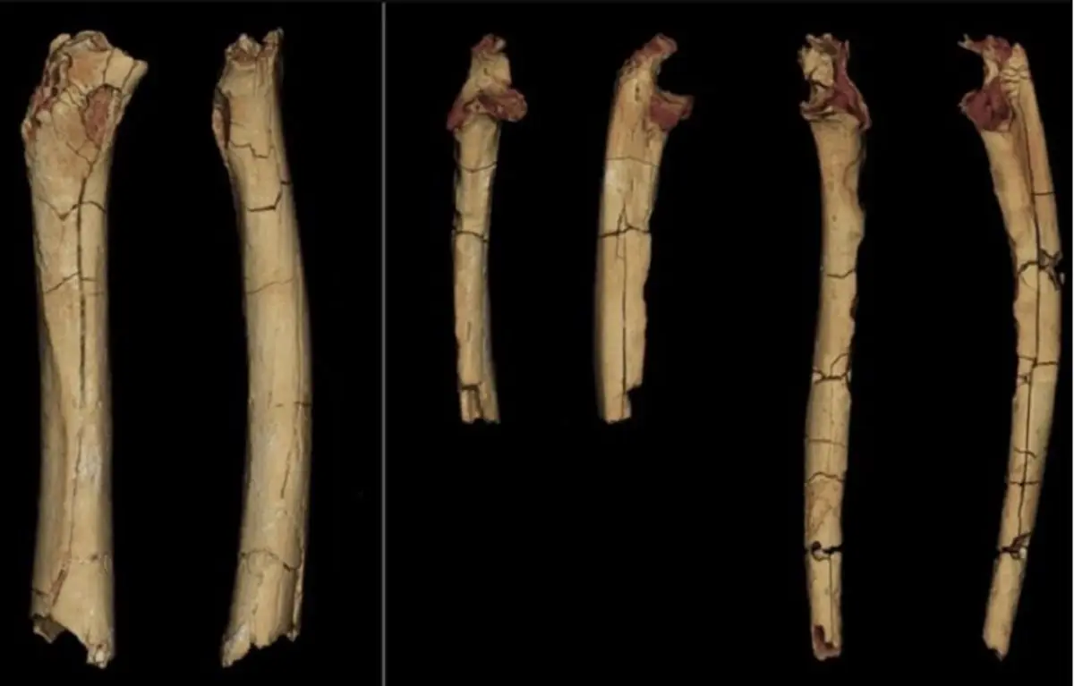 گونه ما از چه زمانی روی دو پا راه رفت؟