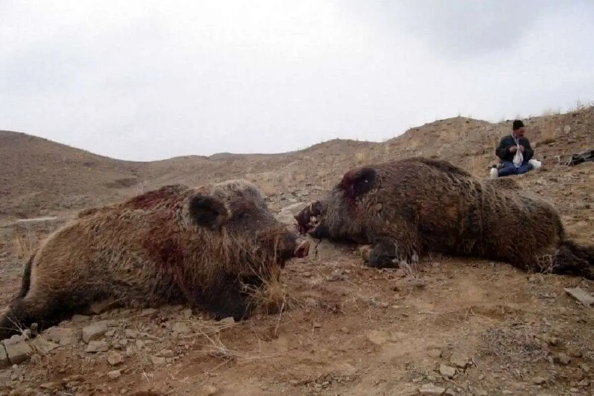 شیوع پدیده گرازخوری