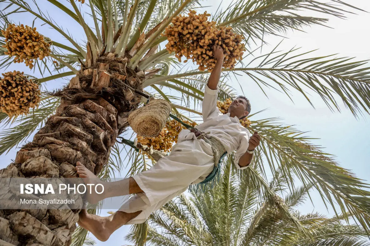 (تصاویر) برداشت خارک و رطب در شادگان