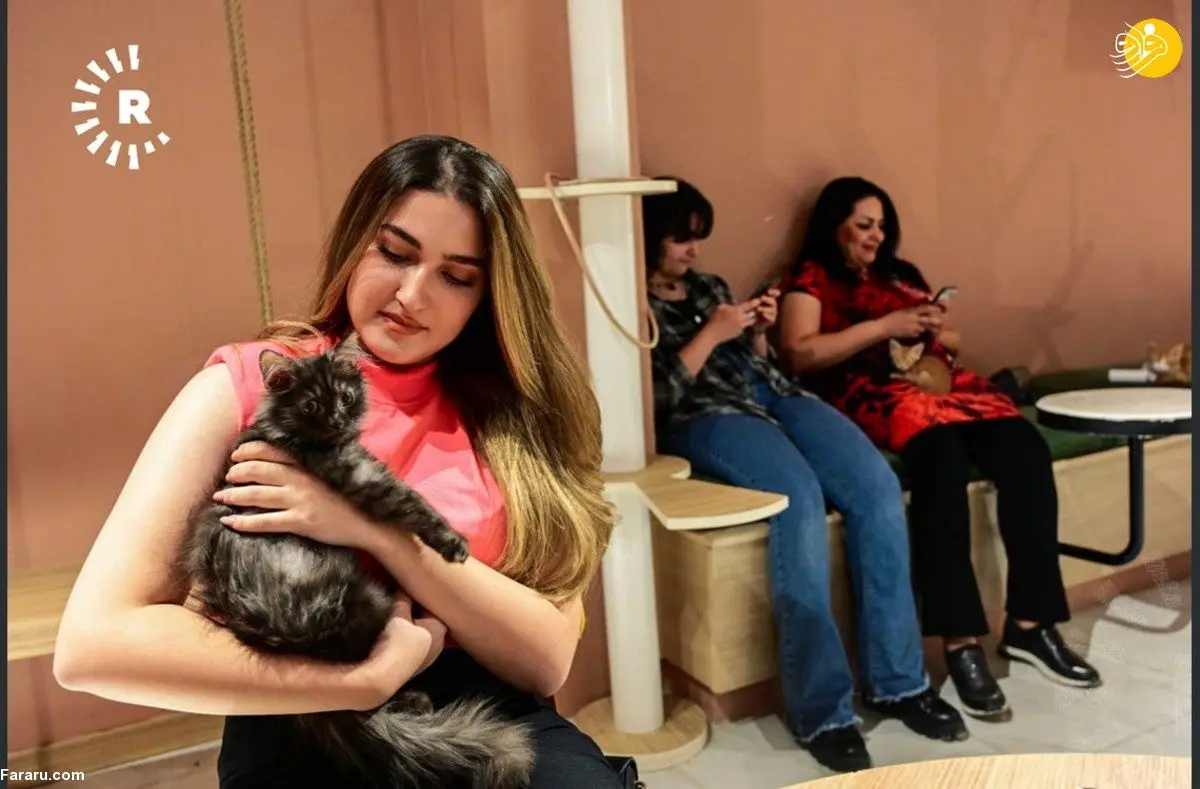 (تصاویر) افتتاح اولین کافه برای دوستداران گربه‌ها در کردستان عراق