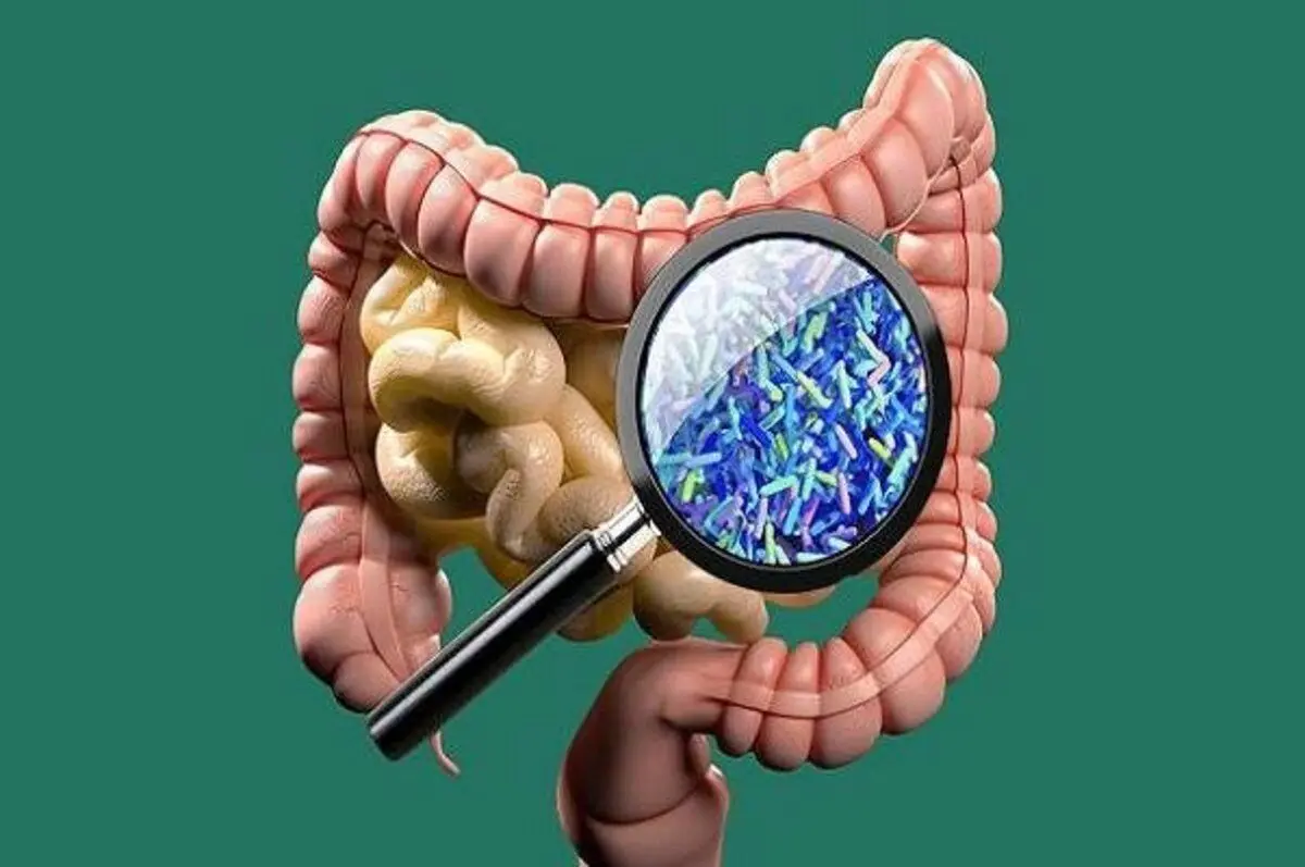 تاثیر شیرین کننده‌های کم‌کالری در بهبود سلامت روده‌ها