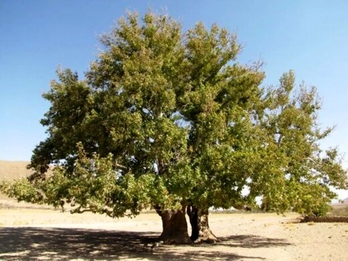 (ویدئو) اقدام عجیب یک چوپان؛ لخت کردن درخت بلوط برای بزها!