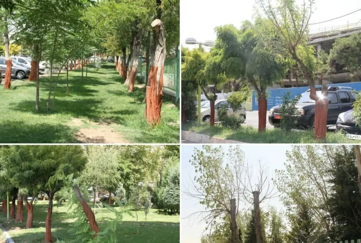 تکذیب خبر قطع درختان مجموعه ورزشی انقلاب