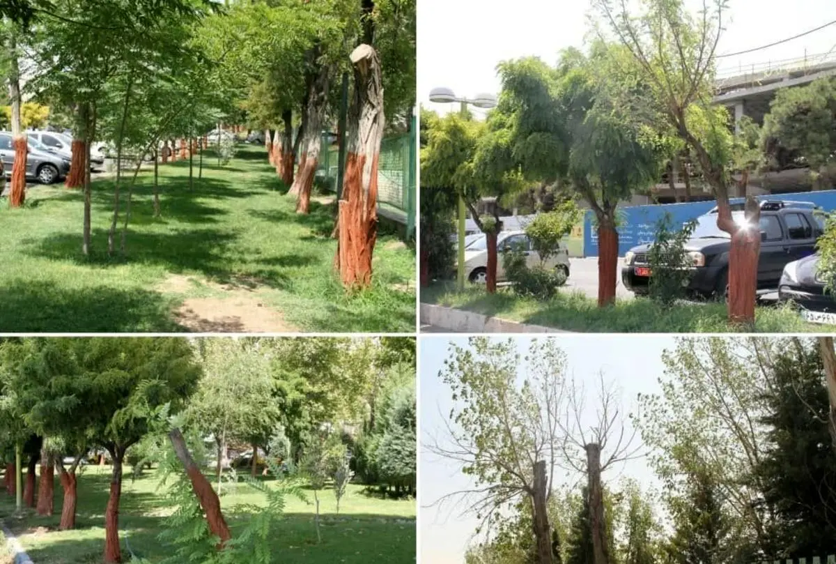 تکذیب خبر قطع درختان مجموعه ورزشی انقلاب