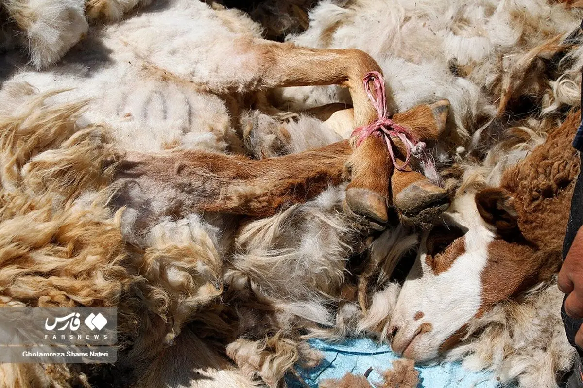 (تصاویر) پشم‌چینی تابستانی گوسفندان در مازندران
