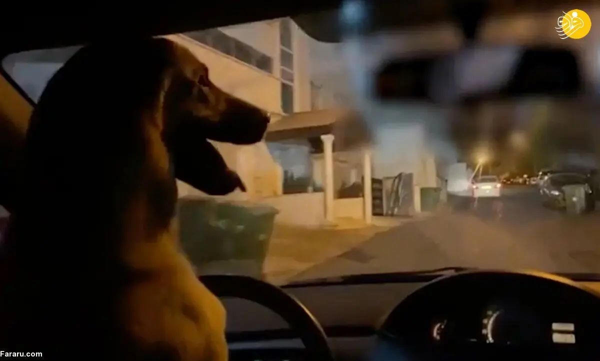 (ویدئو) رانندگی یک سگ!