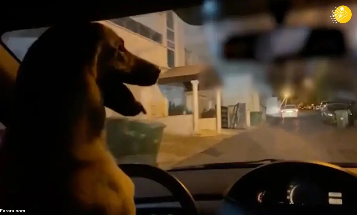(ویدئو) رانندگی یک سگ!
