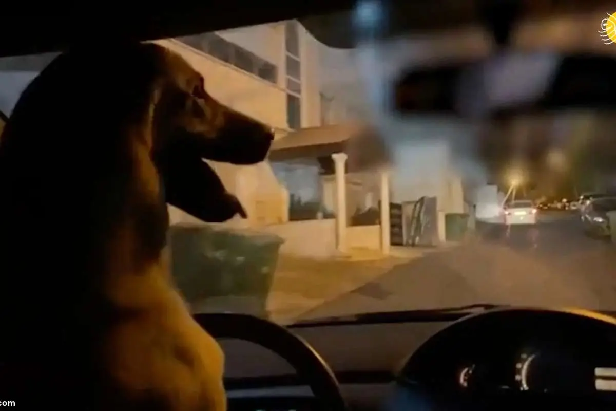 (ویدئو) رانندگی یک سگ!