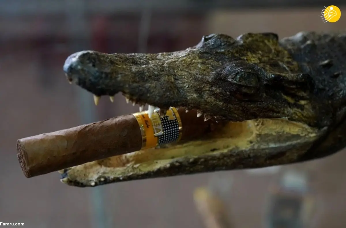 (تصاویر) خوردن گوشت یکی از کمیاب‌ترین تمساح‌های جهان!