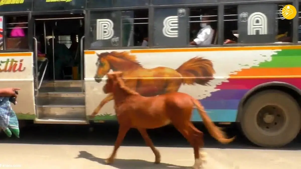 (ویدئو) کره اسبی که عکس روی اتوبوس را با مادرش اشتباه گرفت!