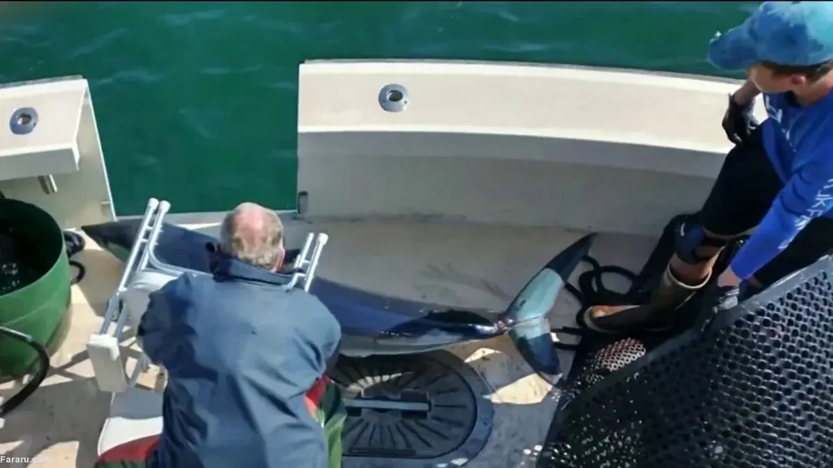 (ویدئو) فرود کوسه در قایق ماهیگیری!