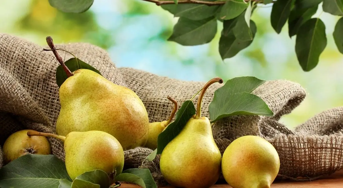 این میوه‌ی کم‌کالری و سرشار از فیبر به کاهش وزن شما کمک می‌کند