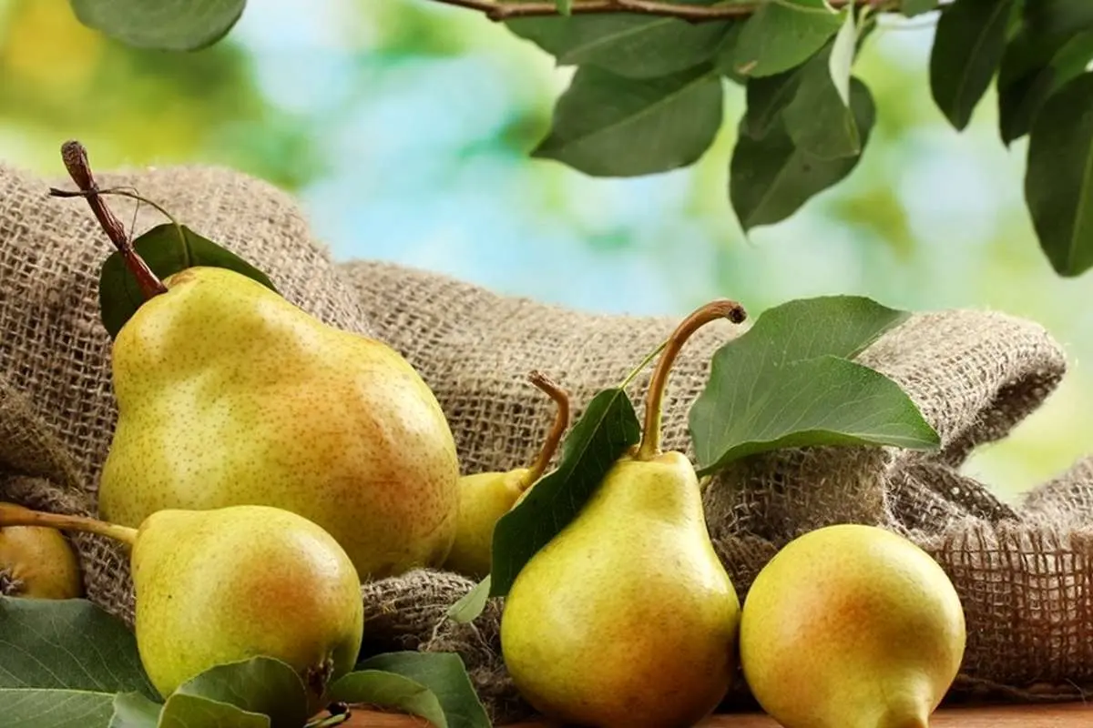 این میوهی کمکالری و سرشار از فیبر به کاهش وزن شما کمک میکند