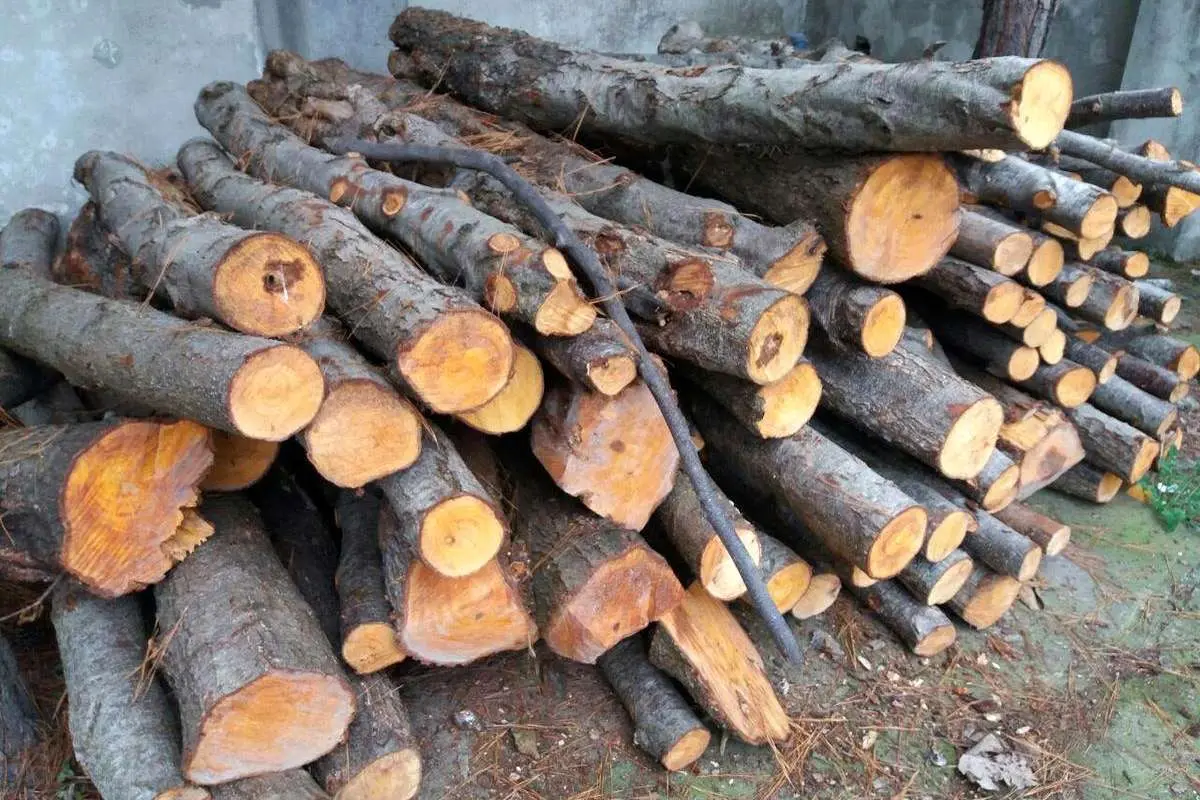 سود ۵۰۰ میلیارد تومانی قاچاق چوب؛ بلای جان جنگلها