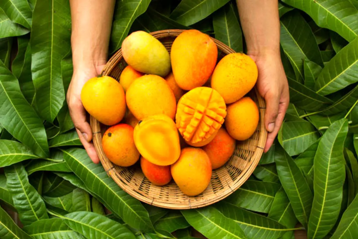 خواص عجیب برگ انبه از درمان دیابت تا کاهش فشار خون