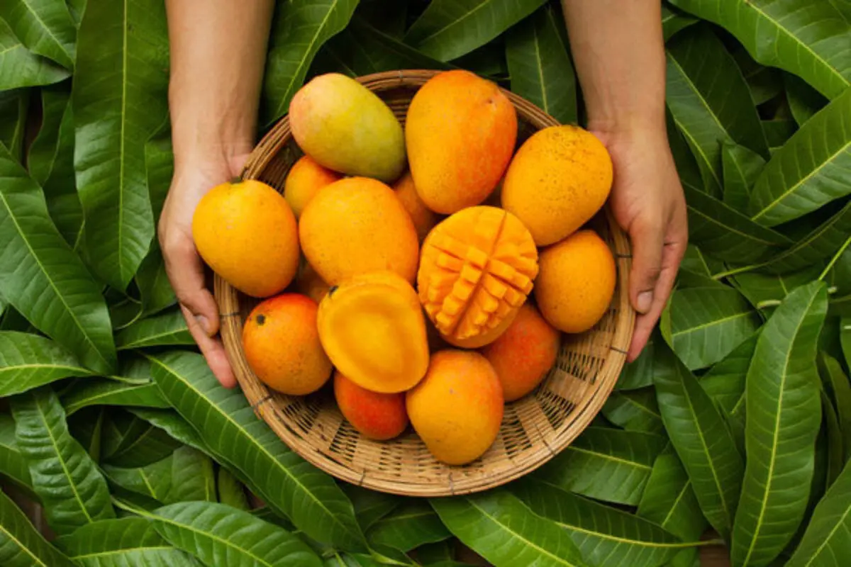 خواص عجیب برگ انبه از درمان دیابت تا کاهش فشار خون