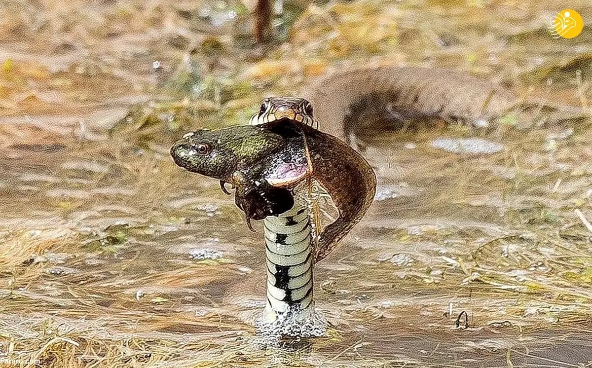 (عکس) شکار قورباغه مردابی توسط مار چمنی