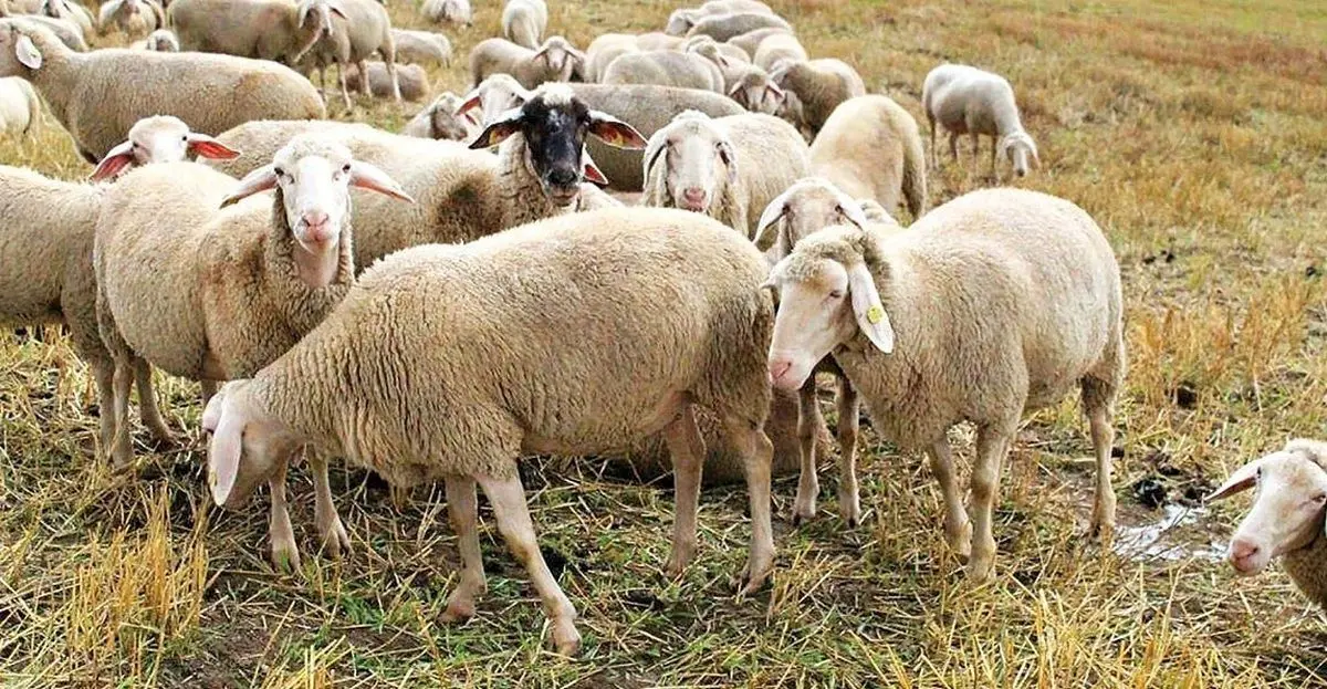 برخورد خودرو با گله باعث تلف شدن ۲۸ راس گوسفند در جاده نیر-سراب شد
