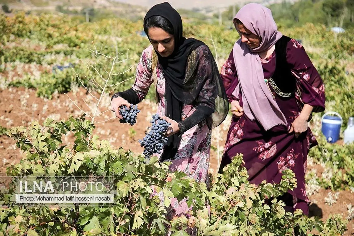 (تصاویر) برداشت انگور سیاه در کردستان