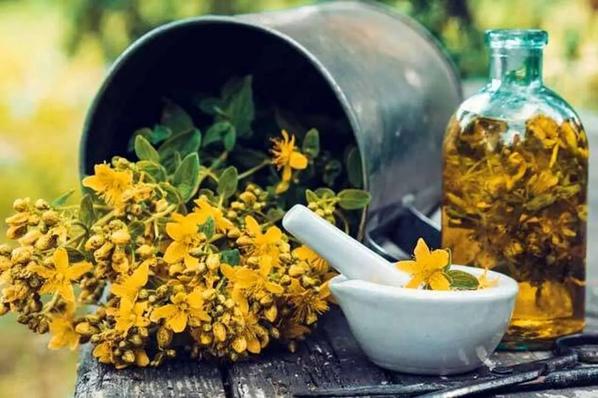 کدام گیاهان دارویی خستگی مزمن را کاهش می‌دهند؟
