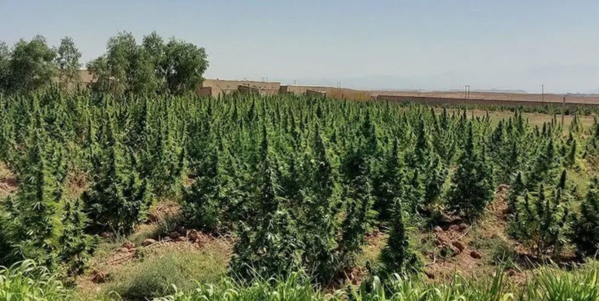 کشف ۵ تُن ماری جوانا در قم