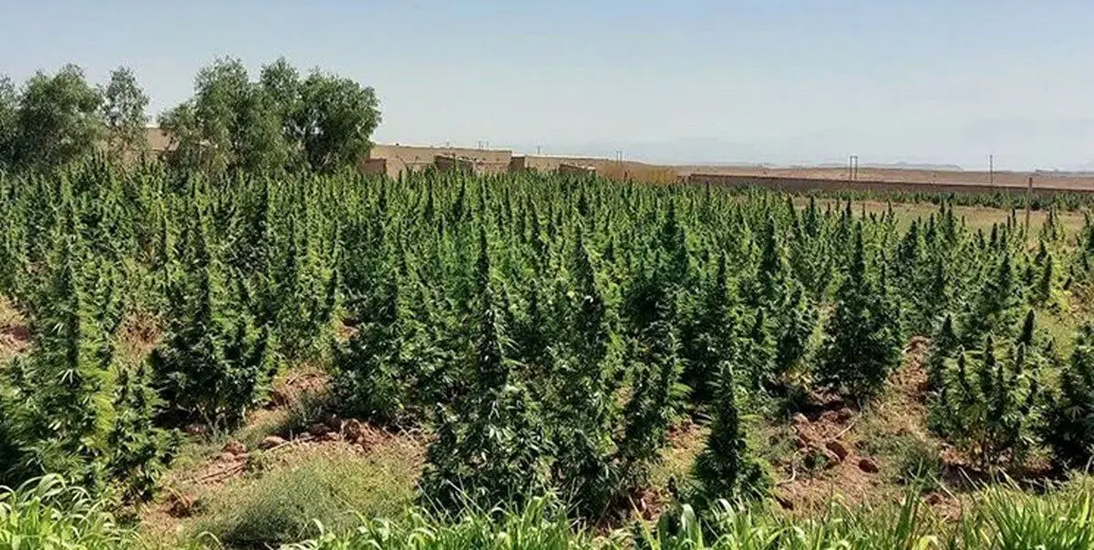کشف ۵ تُن ماری جوانا در قم