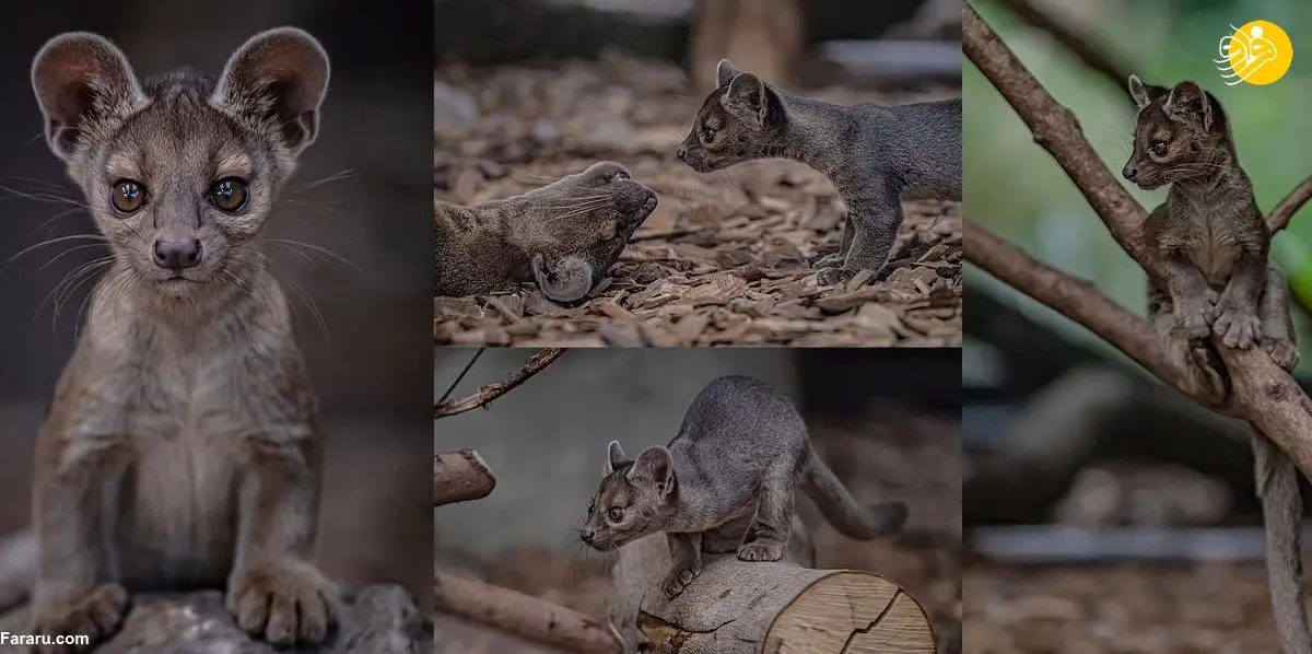 (ویدئو) تولد سه قلو‌های فوسا؛ شکارچیانی درنده‌خو و کمیاب