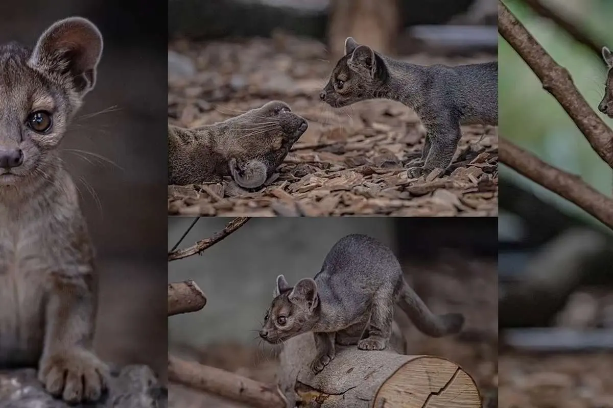 (ویدئو) تولد سه قلو‌های فوسا؛ شکارچیانی درنده‌خو و کمیاب