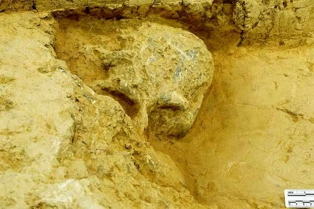کشف جمجمه انسان یک میلیون ساله در چین