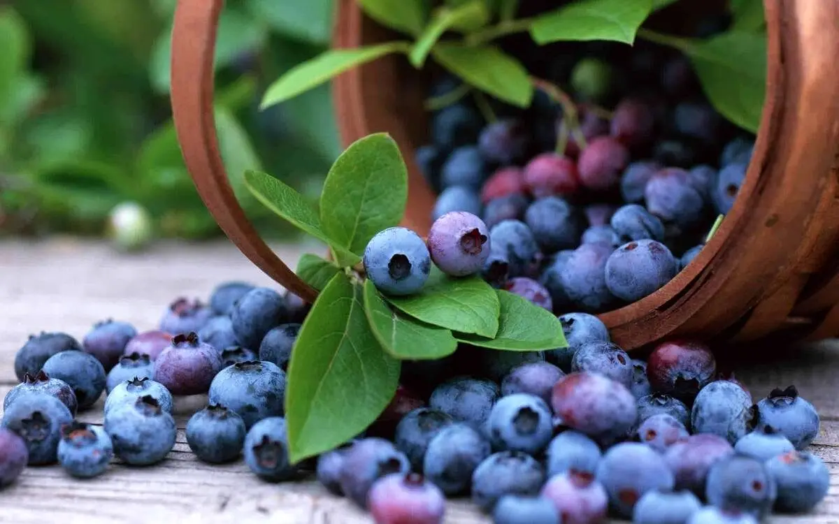 بهترین مواد غذایی برای جلوگیری از پیری کدامند؟