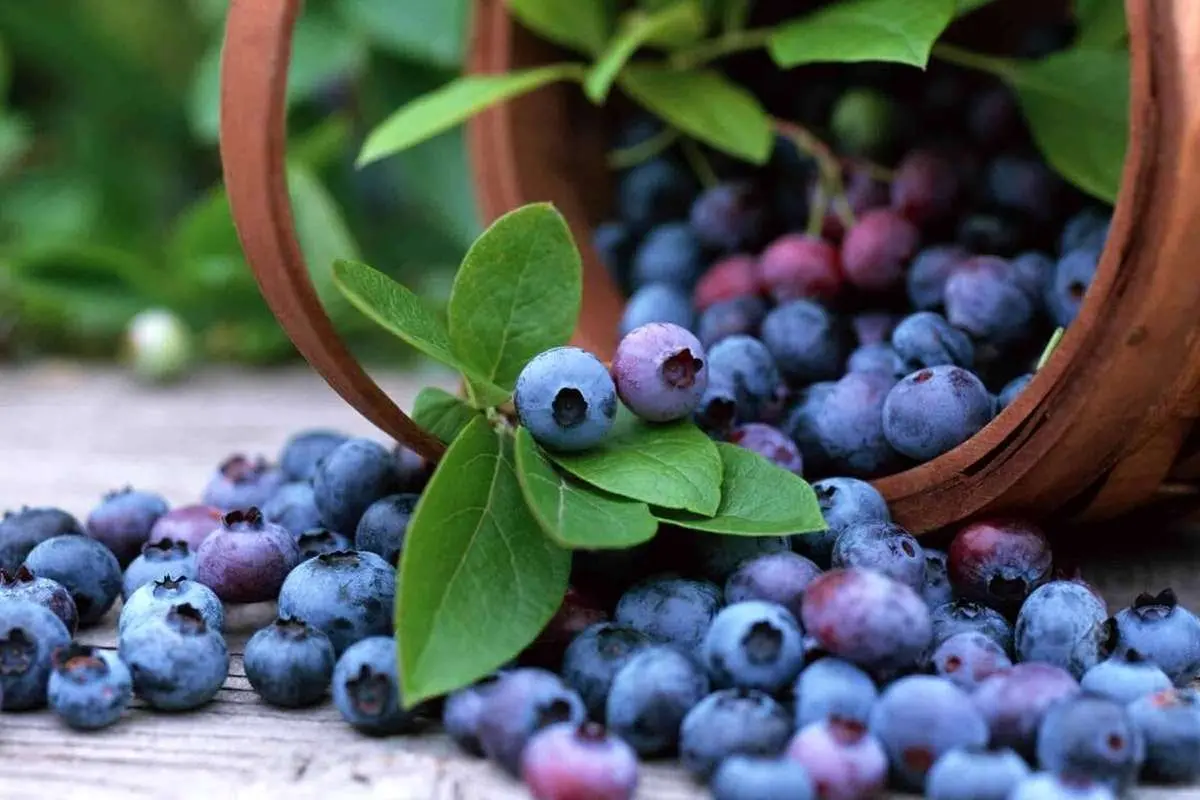 بهترین مواد غذایی برای جلوگیری از پیری کدامند؟