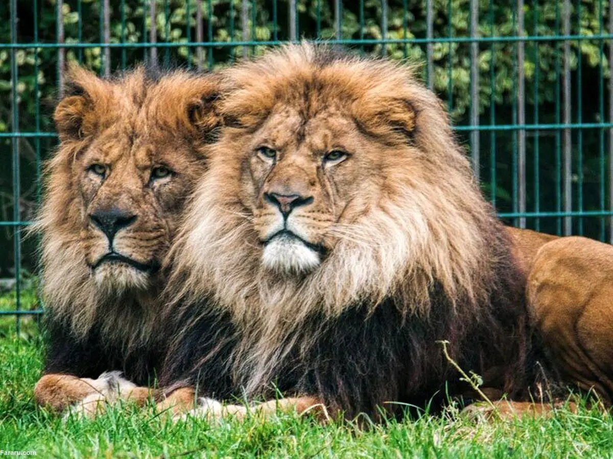 (ویدئو) جسارت بی‌نظیر یک جوان در لانه شیرها