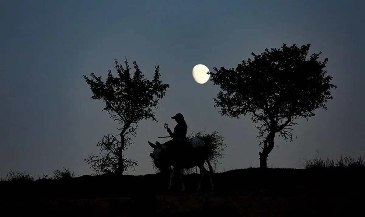 (تصاویر) دختر مزرعه