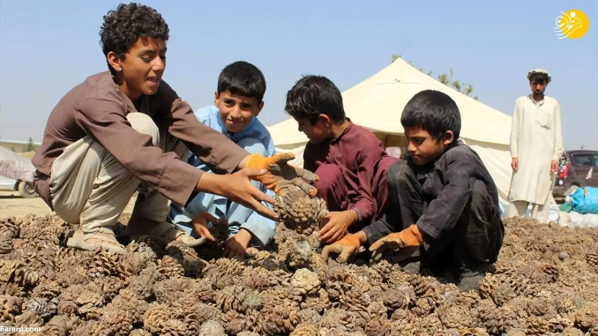 (تصاویر) چلغوزه، مهمترین محصول کشاورزی صادراتی افغانستان