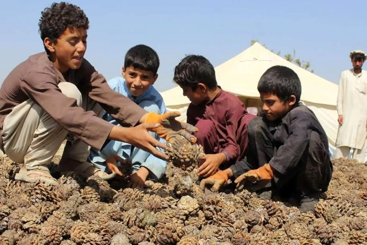 (تصاویر) چلغوزه، مهمترین محصول کشاورزی صادراتی افغانستان