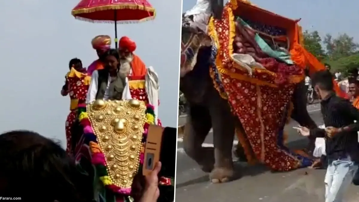 (ویدئو) برق گرفتگی تصادفی فیل را فراری داد!