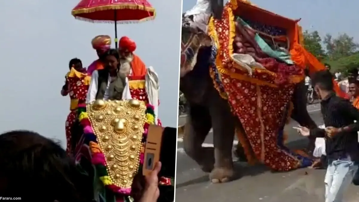 (ویدئو) برق گرفتگی تصادفی فیل را فراری داد!