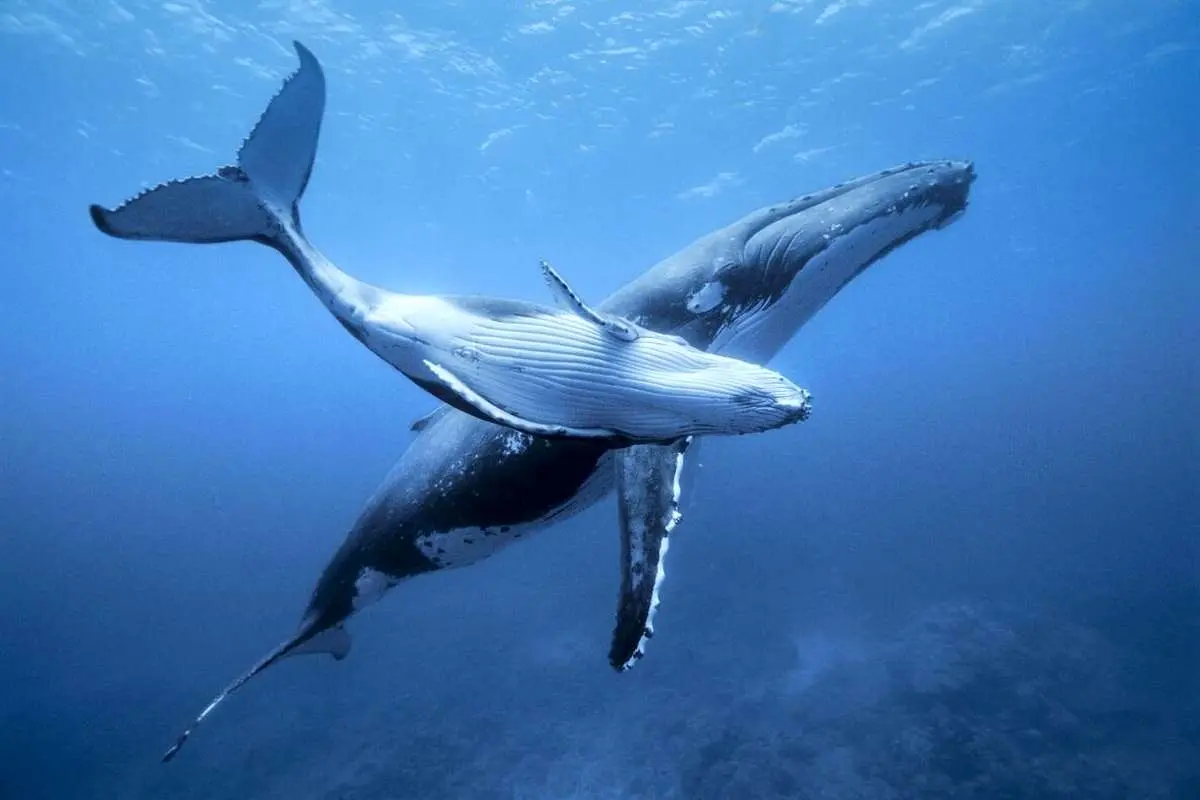 به زودی می‌توانیم با حیوانات حرف بزنیم!