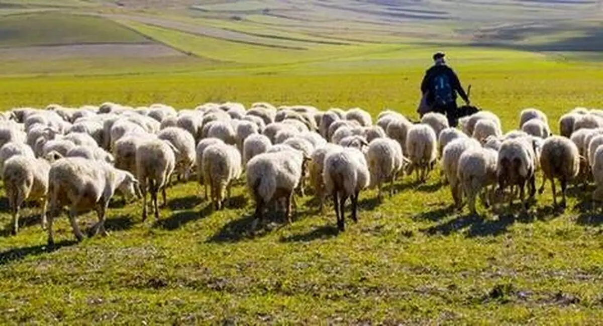 (ویدئو) ابتکار چوپان چینی برای عبور گوسفندهایش از خیابان