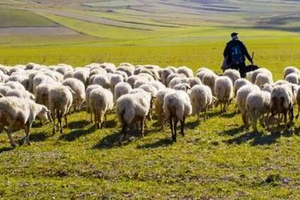 (ویدئو) ابتکار چوپان چینی برای عبور گوسفندهایش از خیابان