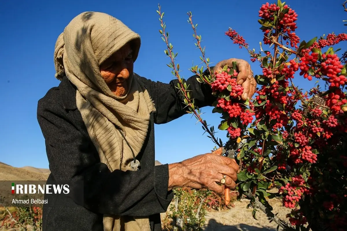 (تصاویر) برداشت زرشک در قائنات