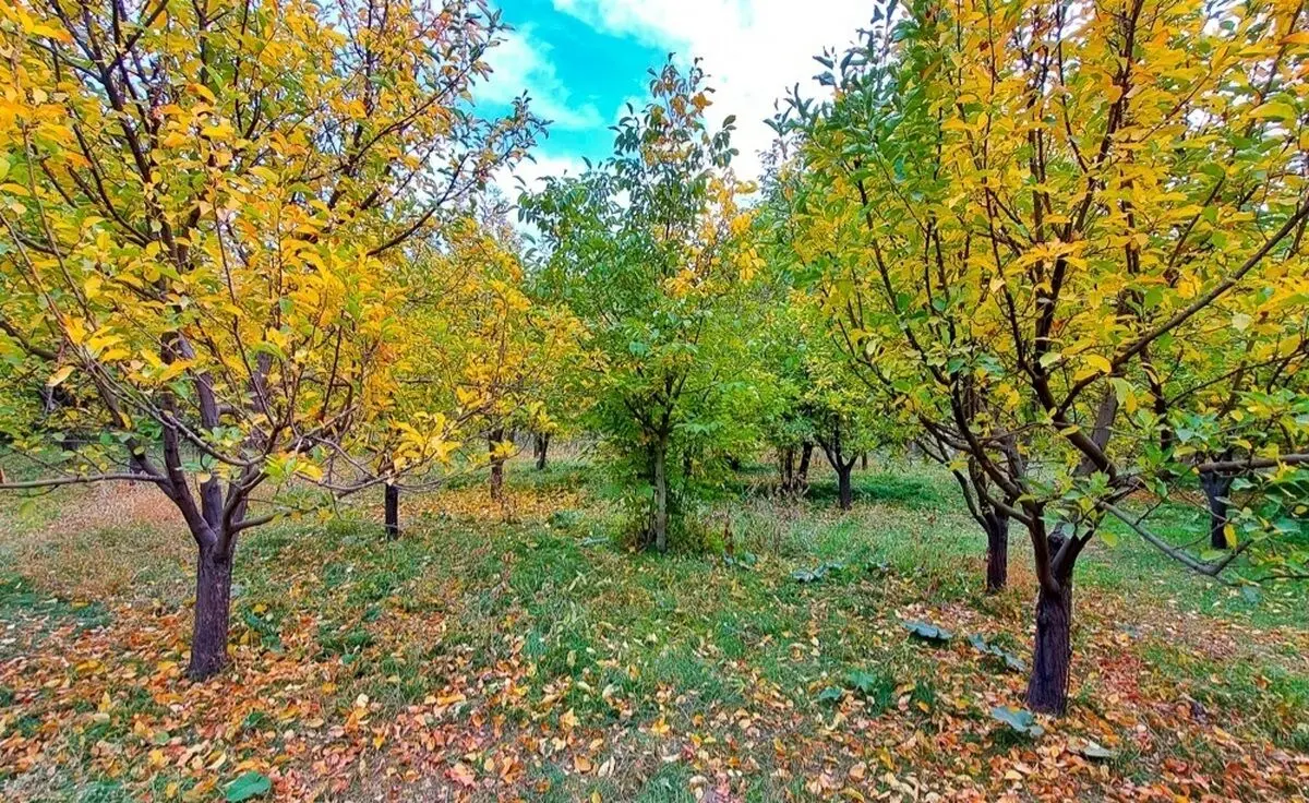 (تصاویر) پاییز روستای ارتش آباد