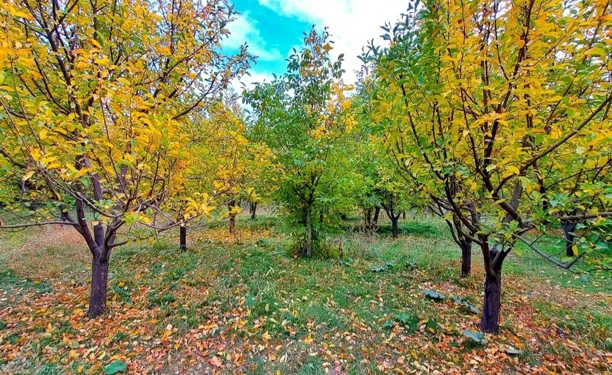 (تصاویر) پاییز روستای ارتش آباد
