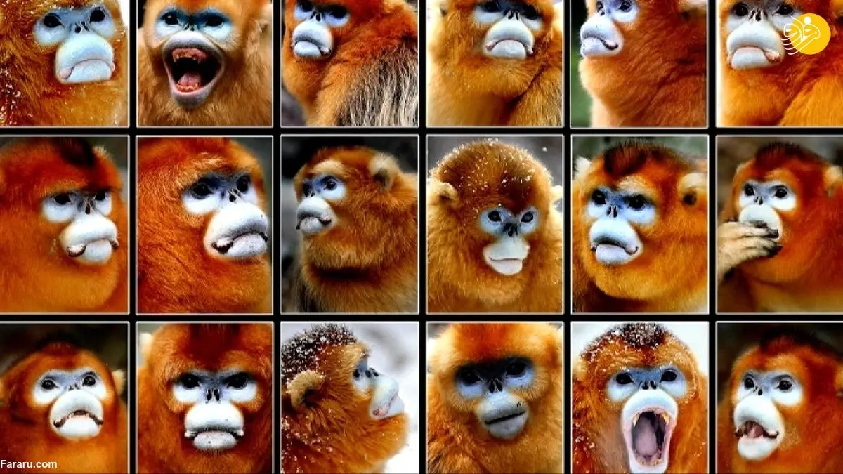 (ویدئو) سرشماری میمون‌های پوزه طلایی با فناوری‌های پیشرفته‌