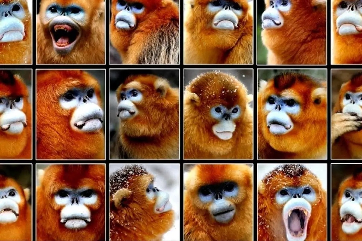 (ویدئو) سرشماری میمون‌های پوزه طلایی با فناوری‌های پیشرفته‌