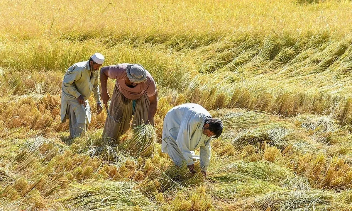 (تصاویر) مزارع برنج در سیستان و بلوچستان